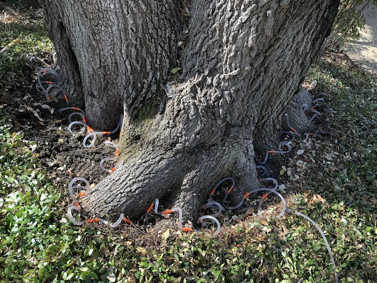 Detailed Tree Cabling and Bracing job site in Saint Stephens Church