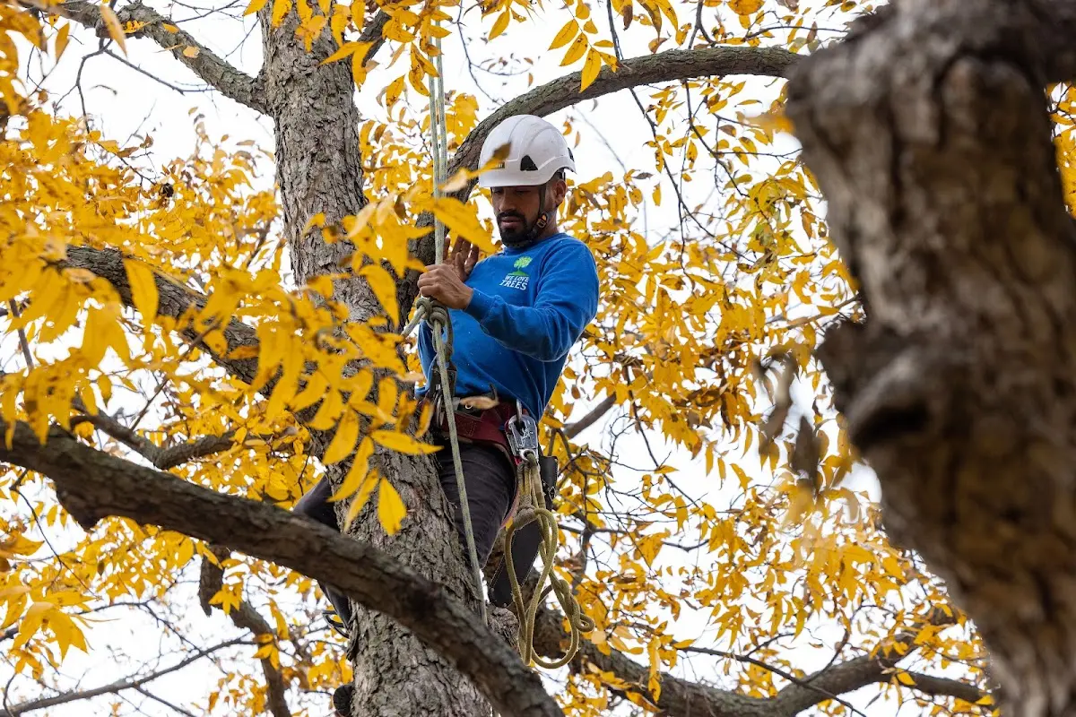 Skilled Tree Pruning crew working in Saint Stephens Church