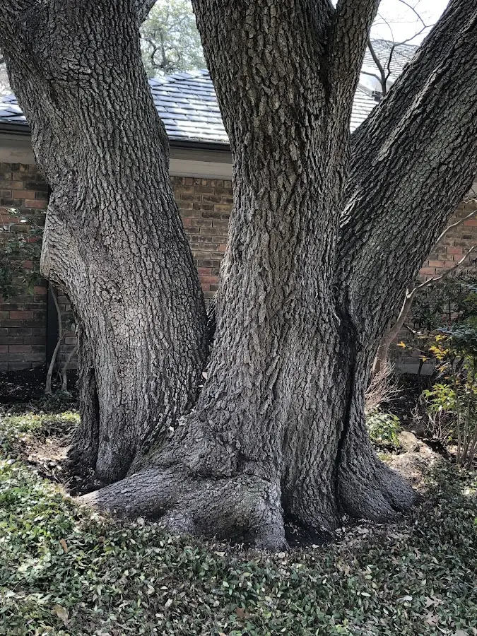 Mature heritage tree close to a Saint Stephens Church property cared for by certified arborists